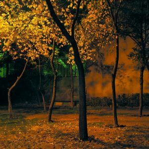 عکسی از شهریار توکلی