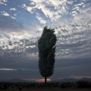 مهدی مقیمنژاد واقعنماییها ۱۳۸۹