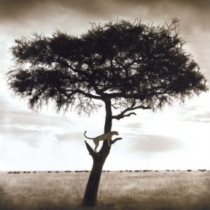 photo of a tree, nick brandt/ نیک برانت / عکاس حیات وحش/ عکس‌ حیات وحش