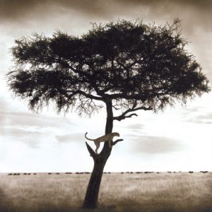 photo of a tree, nick brandt/ نیک برانت / عکاس حیات وحش/ عکس حیات وحش