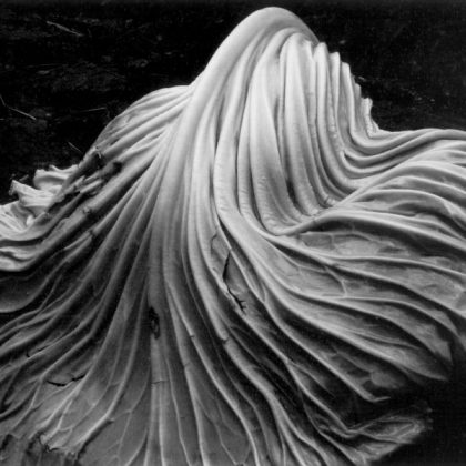 پنجره‌ی عقبی: راز سر به مهر / شهریار توکلی / ادوارد وستون برگ کلم-۱۹۳۱ edward weston cabbage leaf-1931